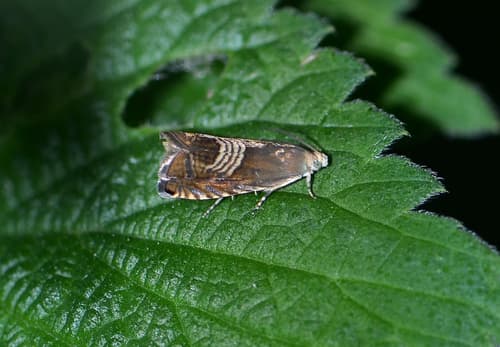 Eurasian Hemp Moth