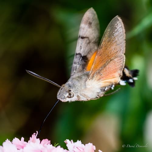 Eurasian Hummingbird Hawkmoth