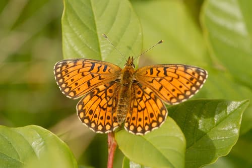 Eurasian Silver-bordered Fritillary