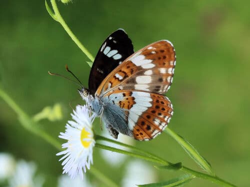 Eurasian White Admiral