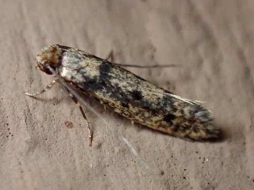European House Moth