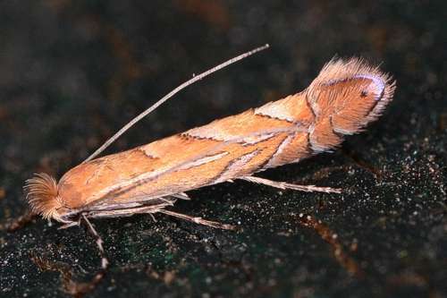 European Oak Leafminer