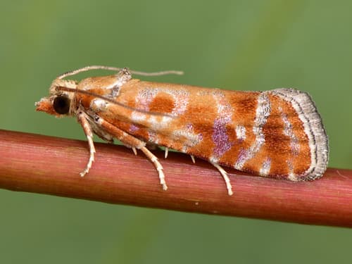 European Pine Shoot Moth