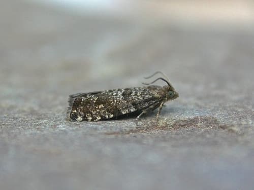 European Spruce Needleminer Moth