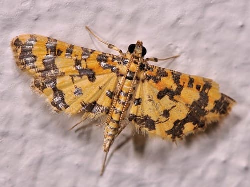 Eurrhyparodes tricoloralis