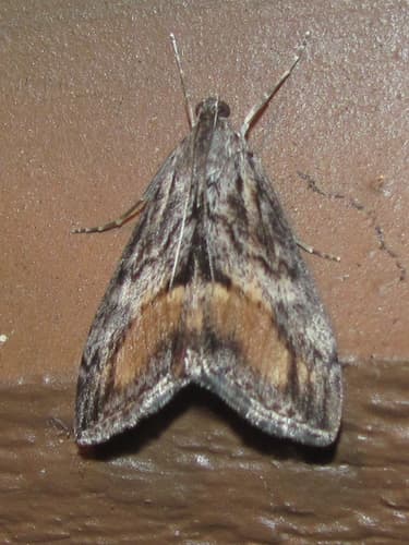 Evergestis subterminalis