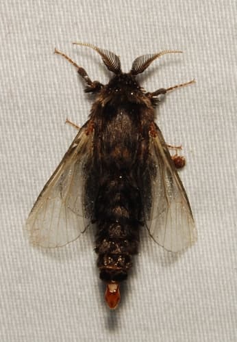 Evergreen Bagworm Moth