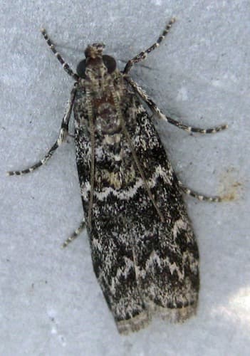 Evergreen Coneworm Moth