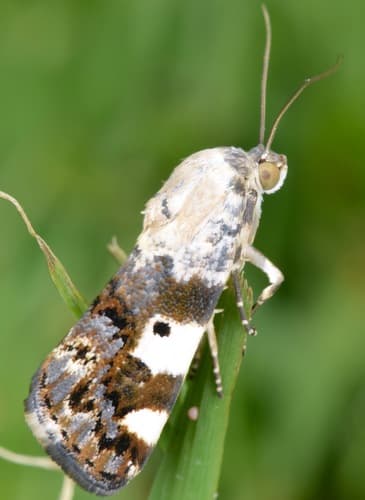Exposed Bird Dropping Moth