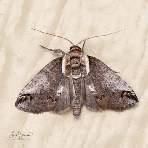 Eyed Baileya Moth
