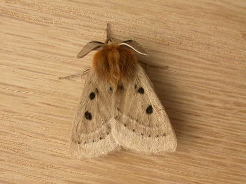 Eyespot Anthelid Moth