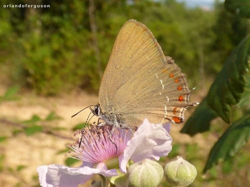 False Ilex Hairstreak