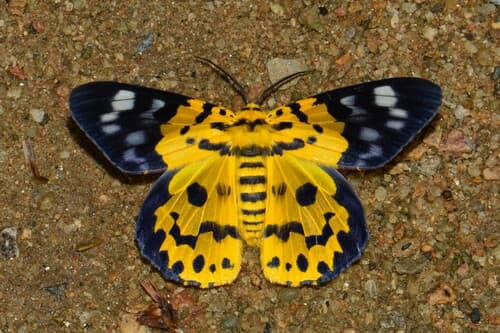 False Tiger Moth