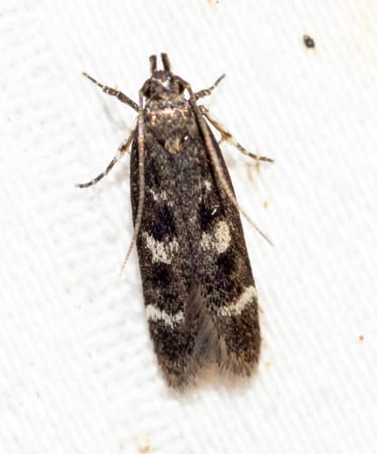 Fascista bimaculella