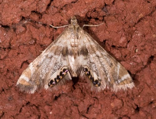 Feather-edged Petrophila