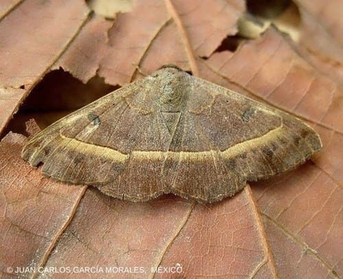 Ferguson's Epidromia Moth