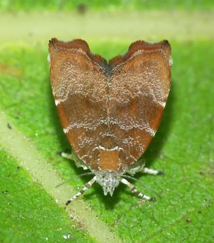 Fig-tree skeletonizer moth