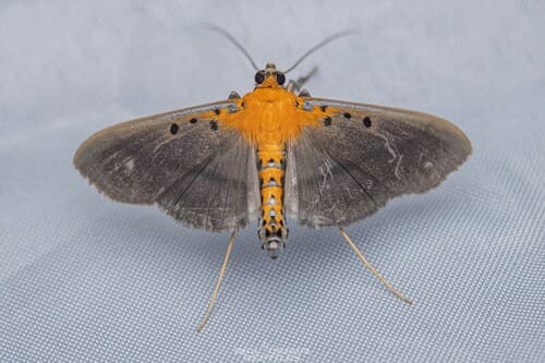 Filodes fulvidorsalis