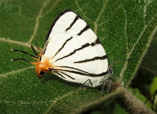 Fine-lined Hairstreak