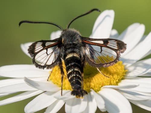 Fireweed Clearwing Moth