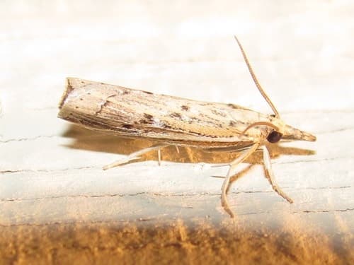 Fissicrambus quadrinotellus