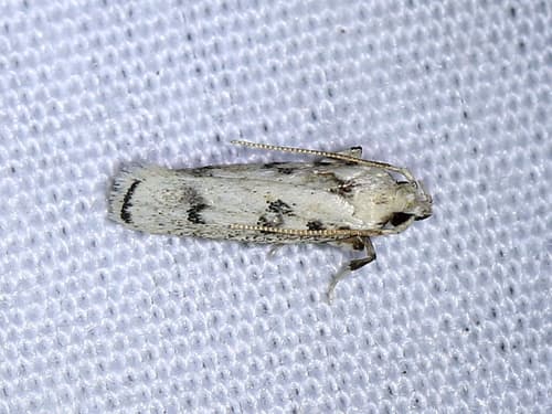 Five-spotted Glyphidocera