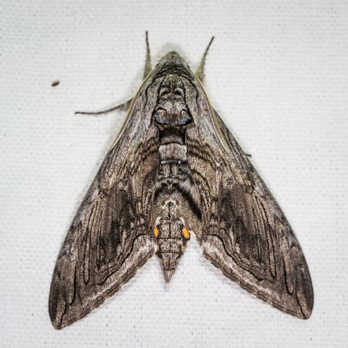 Five-spotted Hawk Moth