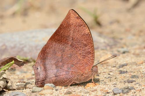 Flamingo Leafwing