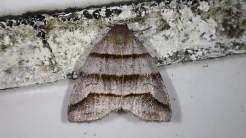 Three-lined Flammona