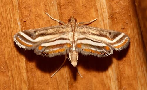 Floating-heart Waterlily Moth