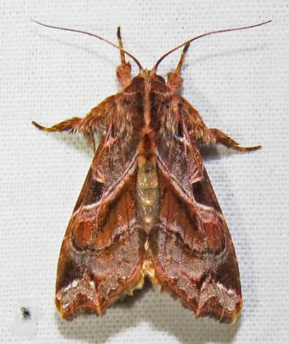 Florida Fern Moth