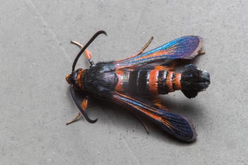 Florida Oakgall Borer Moth