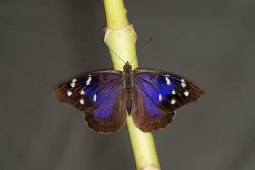 Florida Purplewing