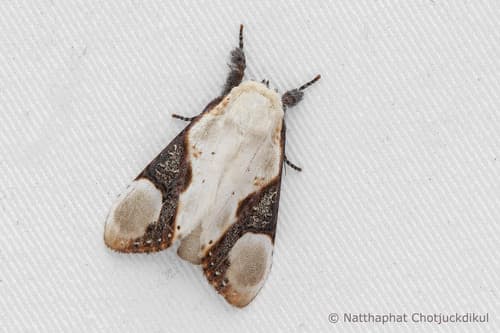 Formofentonia orbifer