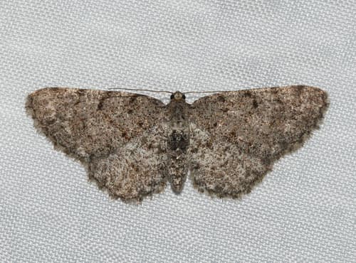 Four-barred Gray