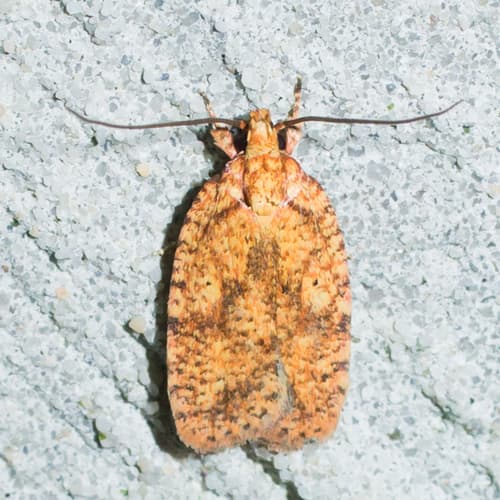Four-dotted Agonopterix Moth