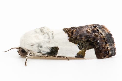 Four-spotted Bird-dropping Moth