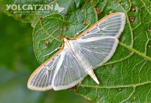 Four-spotted Palpita Moth