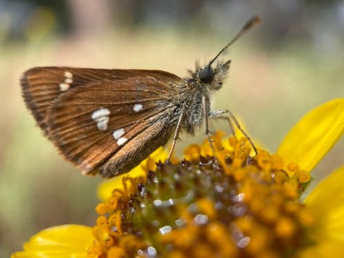 Four-spotted Skipperling