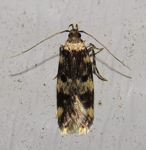 Four-spotted Yellowneck Moth