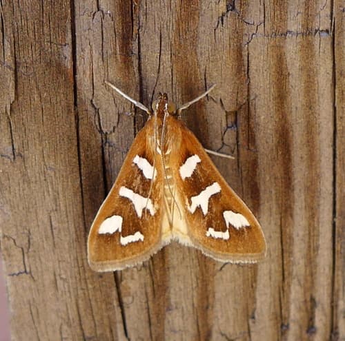 Fractured Western Snout