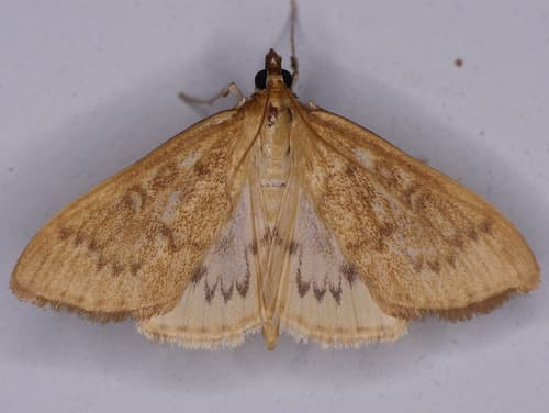 Framinghamia helvalis Moth