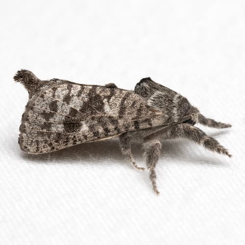 Francesca Carpenterworm Moth