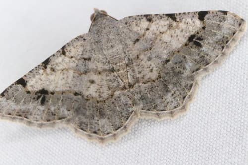 Frederickia nigricomma