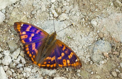 Freyer's Purple Emperor