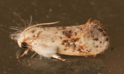 Frilly Grass Tubeworm Moth
