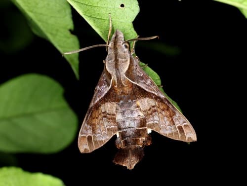 Fritz's Hummingbird Hawkmoth