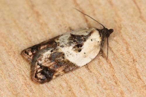 Garden Rose Tortrix