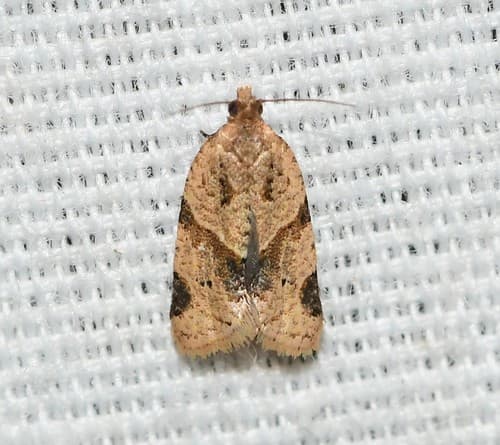 Garden Tortrix