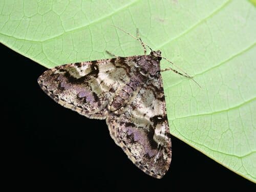 Gasterocome pannosaria